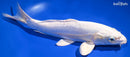 9.25" DOITSU PLATINUM OGON