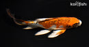 6.5" GINRIN KUJAKU BUTTERFLY