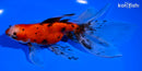 6" CALICO WATONAI GOLDFISH