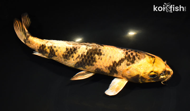 11.5" KIN KI UTSURI
