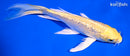 6" GINRIN YAMABUKI OGON BUTTERFLY
