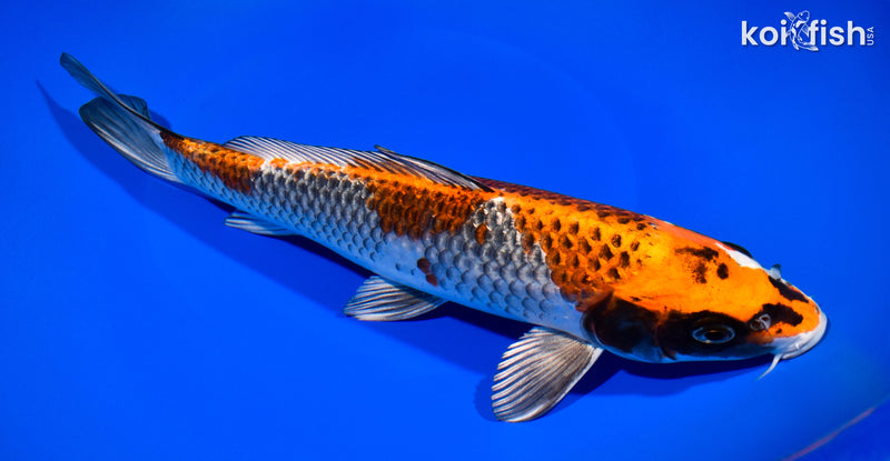 10.5" KUJAKU