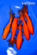 PACK OF (5) 5.25-6" WAKIN GOLDFISH