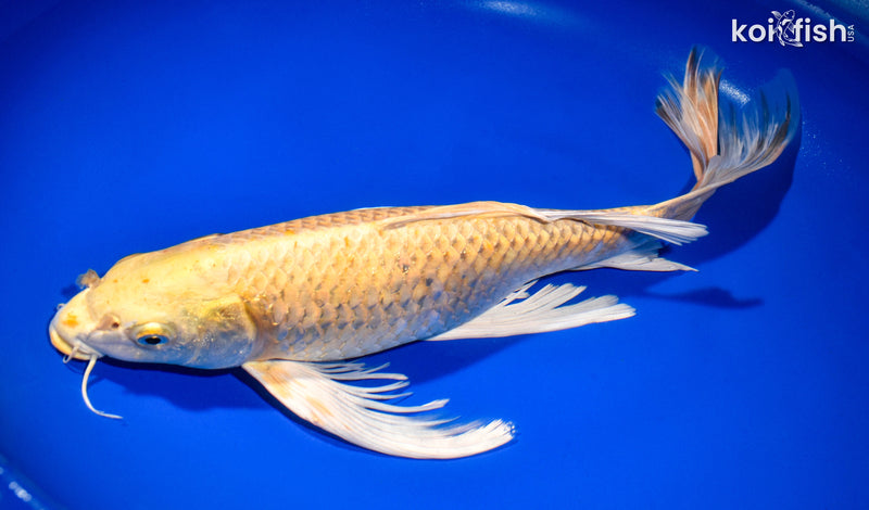 15.75" YAMABUKI OGON BUTTERFLY