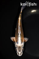 7.25" BENI KIKOKURYU