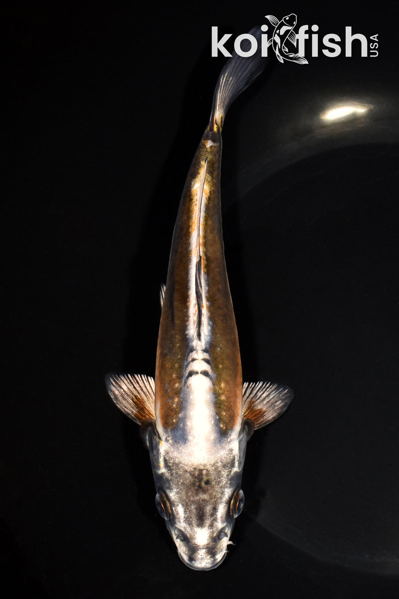 7.25" BENI KIKOKURYU