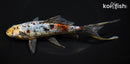 8" SHUBUNKIN GOLDFISH