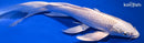9.25" PLATINUM OGON BUTTERFLY