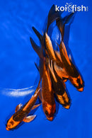 PACK OF (5) 5-6" BUTTERFLY KOI
