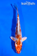 5" KUJAKU