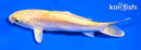 5" DOITSU YAMABUKI OGON