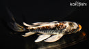 5.25" ARAGOKE BENI KIKOKURYU BUTTERFLY
