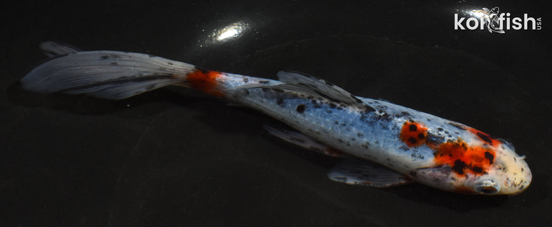 7" SHUBUNKIN GOLDFISH