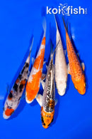 PACK OF (5) 3.75-4" STANDARD KOI