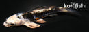 4" HEISEI NISHIKI BUTTERFLY