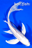 7.25" ARAGOKE PLATINUM OGON BUTTERFLY