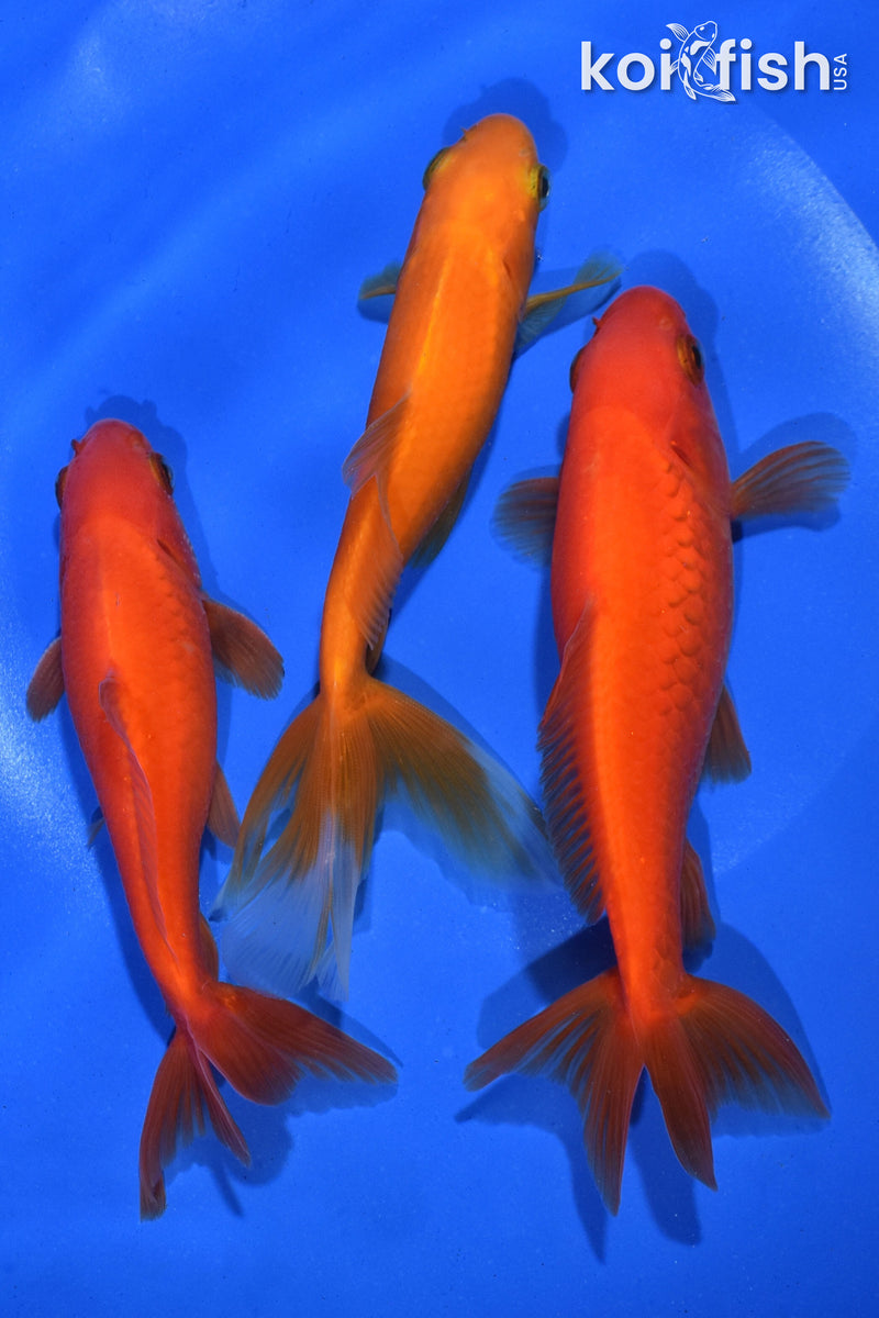 PACK OF (3) 5-5.5" WAKIN GOLDFISH
