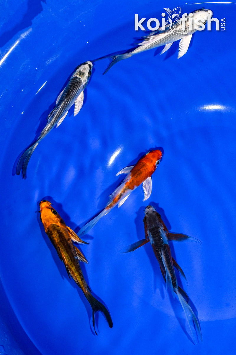 PACK OF (5) 3-4" BUTTERFLY KOI