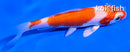 4.5" HARIWAKE