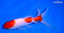 6.75" SARASA WATONAI GOLDFISH