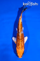 5" GINRIN KUJAKU