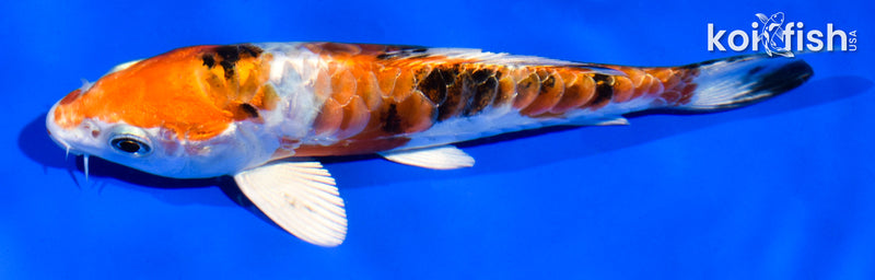 5.5" HEISEI NISHIKI