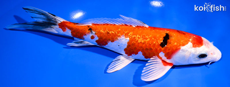 9" GINRIN YAMATO NISHIKI