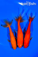 PACK OF (3) 4.5-5.75" WAKIN GOLDFISH