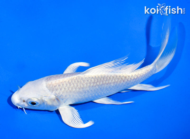 5.5" PLATINUM OGON BUTTERFLY