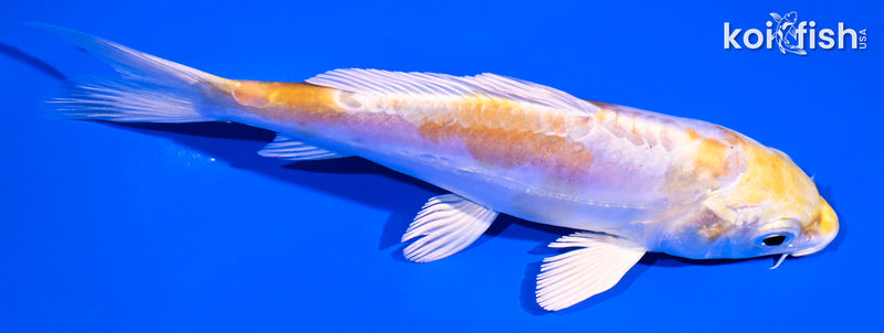 5" DOITSU LEMON HARIWAKE