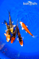 PACK OF (5) 4-4.5" STANDARD KOI