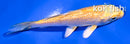 4" GINRIN YAMABUKI OGON
