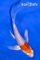 4.5" HARIWAKE BUTTERFLY
