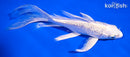6.5" GINRIN PLATINUM OGON BUTTERFLY