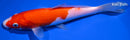 8.5" KOHAKU
