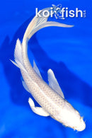 6" PLATINUM OGON BUTTERFLY