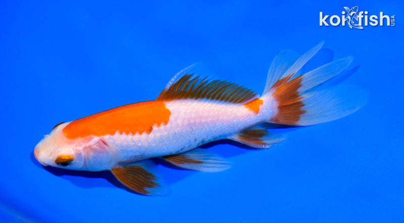 6.75" WAKIN GOLDFISH