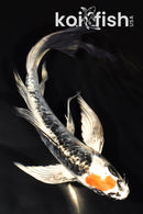 7.75" ARAGOKE BENI KIKOKURYU BUTTERFLY