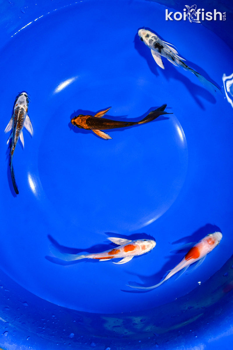 PACK OF (5) 3-4" BUTTERFLY KOI