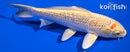 7.25" GINRIN YAMABUKI OGON