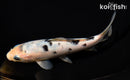 6" SHIRO BEKKO