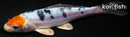 4.75" TANCHO HEISEI NISHIKI