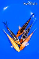 PACK OF (5) 4.25-4.5" STANDARD KOI