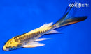 5.5" KIN KIKOKURYU BUTTERFLY