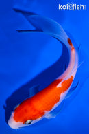 5.75" KOHAKU BUTTERFLY