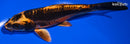 6.5" BENI KIKOKURYU