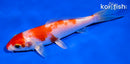 6" HARIWAKE