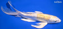 9.25" GINRIN LEMON HARIWAKE BUTTERFLY