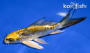 4.5" KIN KIKOKURYU BUTTERFLY