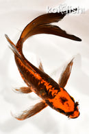 9" ARAGOKE BENI KIKOKURYU BUTTERFLY